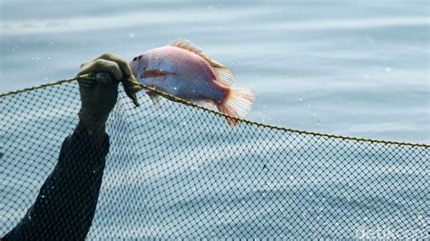 Sisik Ikan Nila Sumber Kolagen Yang Terabaikan