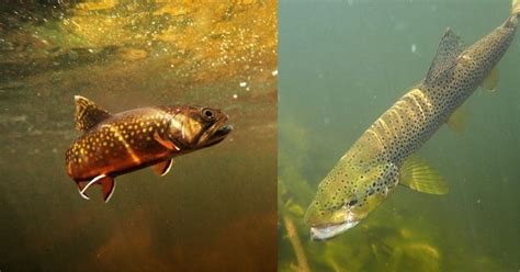 Brook Trout vs Brown Trout: Key Differences Explained