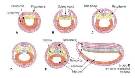 Embriologia Do Sistema Nervoso Anatomia Papel E Caneta