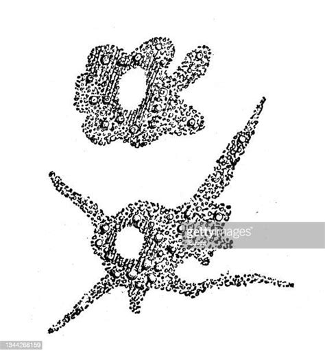 50 Entamoeba Histolytica Drawing High Res Illustrations Getty Images