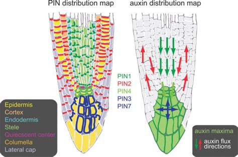 Cellular Auxin Homeostasis Gatekeeping Is Housekeeping Molecular Plant