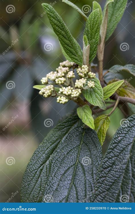 Buds Of Viburnum Rhytidophyllum Leatherleaf Viburnum An Inflorescence