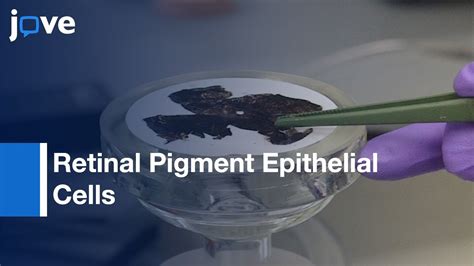 Retinal Pigment Epithelial Cells Culture Protocol Preview Youtube