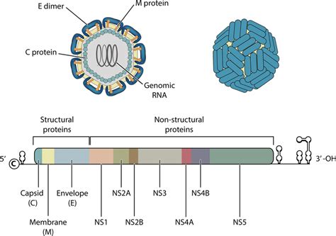 Above Artistic Conception Of A Dengue Virion Genomic RNA Is