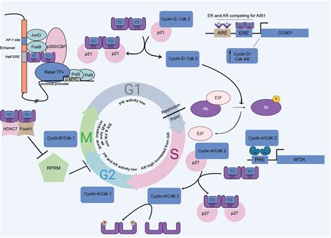 Frontiers Steroid Hormone Receptors Links With Cell Cycle Machinery