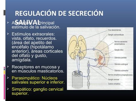 Secreción salival y gástrica 2013 PPT