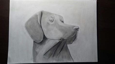 Dibujo De Perro Realista A Lapiz Mipropioarte DibujArte Amino