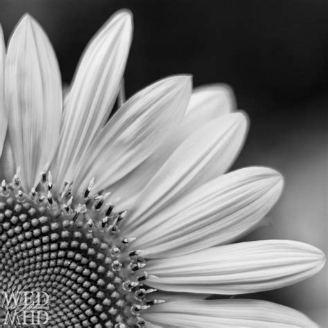 Sunflowers in Black and White - Marblehead, MA