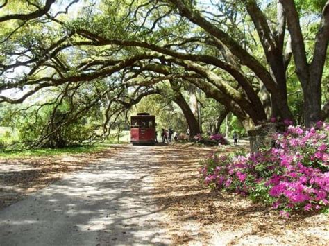 Charleston Tea Garden Discount Admission Tickets | TourPass®