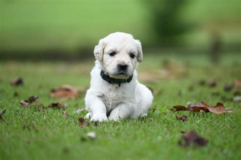 Taras 4 Week Old Puppies Summer Brook