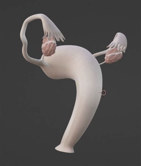 3D Model of Female Reproductive System 3D model | CGTrader