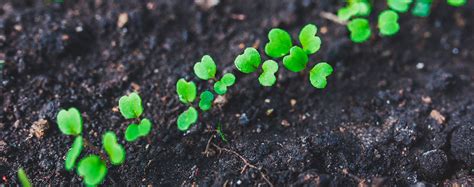 CULTIVO DE VERDURAS DE RÁPIDO CRECIMIENTO PARTE I