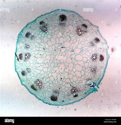 Plante Microscopique Banque De Photographies Et Dimages Haute