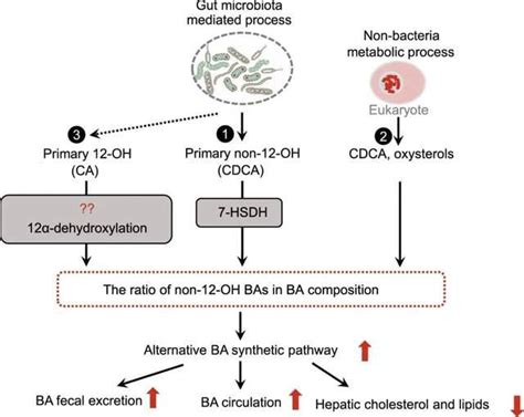 Proteinandcell 胆汁酸替代合成途径与代谢性疾病 知乎