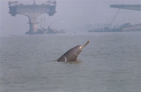 Discover the Majestic Indus River Dolphins