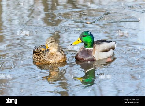 Adult Breeding Male And Female Mallard Duck Anas Platyrhynchos