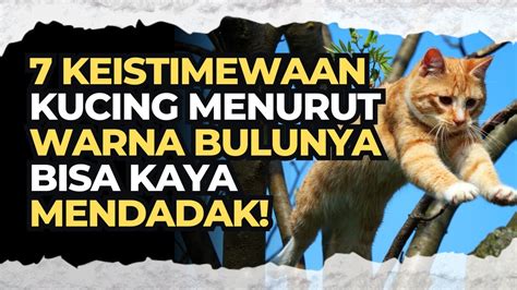 Rahasia Kekayaan Mendadak Dengan Kucing Kucing Berdasarkan Warna