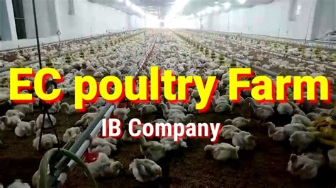 Ec Poultry Farm।। Ib Company ।।ec Farm Youtube