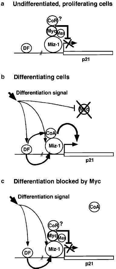 A Myc Miz 1 Switch Model For Regulation Of P21 Gene Expression During