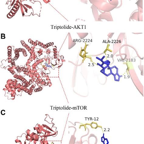 Molecular Docking Of Triptolide With Akt1 A Mtor B And Pik3r1 C