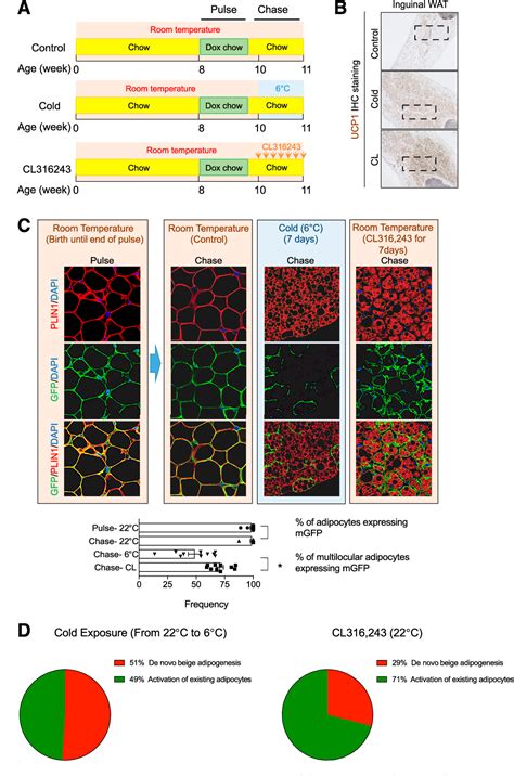 Figure From Cellular Origins Of Beige Fat Cells Revisited Semantic