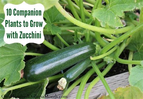 10 Companion Plants To Grow With Zucchini One Hundred Dollars A Month