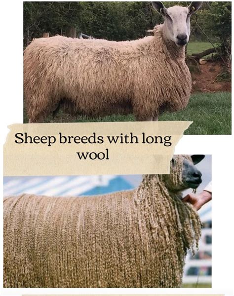 Sheep Breeds with Long Wool - handspun yarn blog-Feral Scene