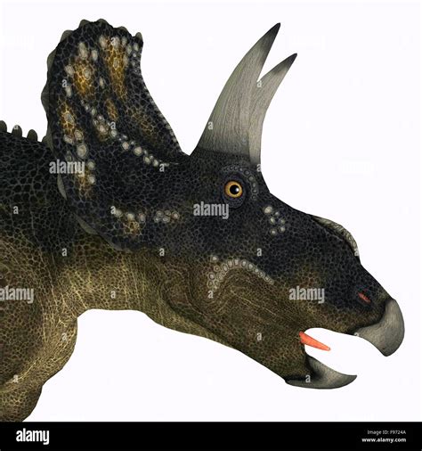 Ceratopsid hi-res stock photography and images - Alamy