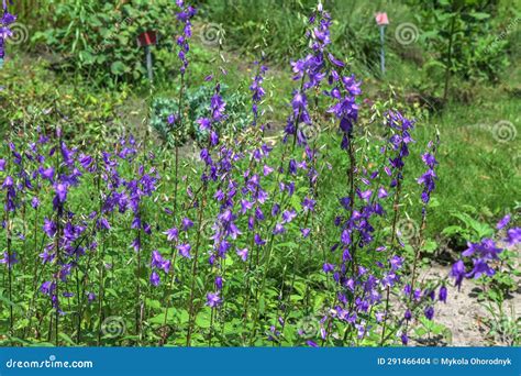 Campanula Rapunculoides Creeping Bellflower Or Rampion Bellflower