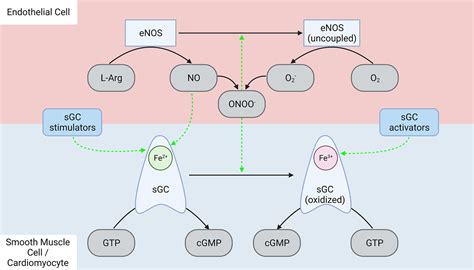 The Role Of Sgc Stimulators And Activators In Heart Failure With