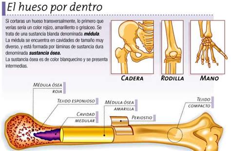 De Que Estan Formados Los Huesos Humanos Dinami