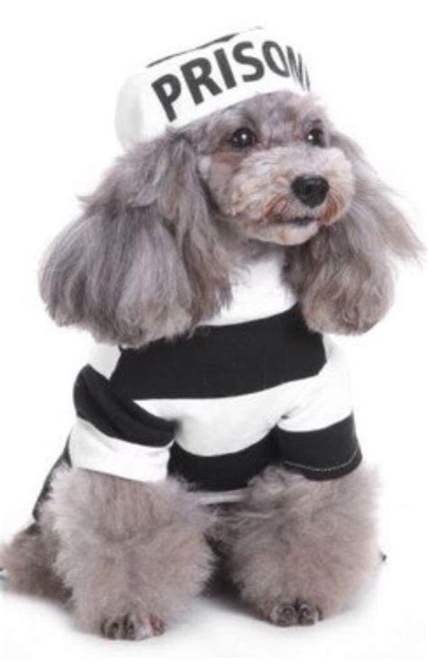 a small dog wearing a prison shirt and hat