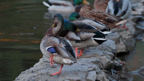 Los Patos Duermen Limpian Sus Plumas Comen Algas Los Patos Se Reflejan