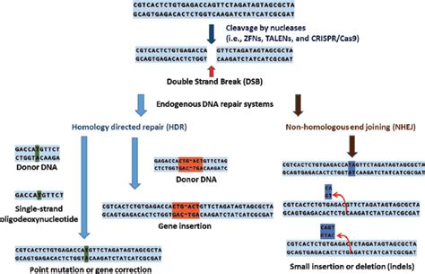 Schematics Of Genome Editing Process Download Scientific Diagram