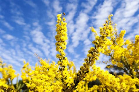 What is Australia's national flower? | Botanic Gardens of Sydney