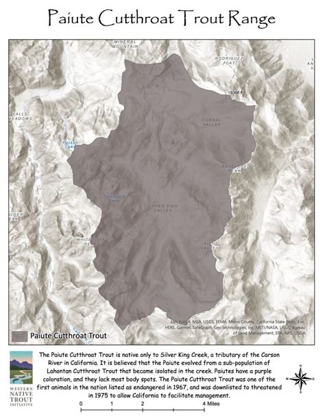 Paiute Cutthroat Trout Western Native Trout Initiative