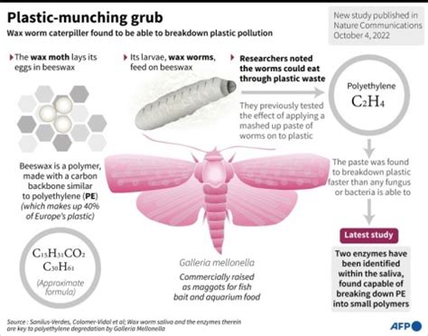 Plastic gobbling enzymes in worm spit may help ease pollution - eNCA