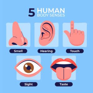 The 5 Senses In English