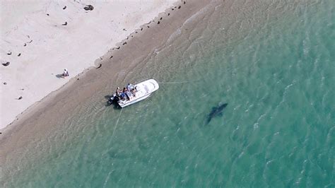 Sharks Spend Nearly Half The Time In Shallow Water Off Cape Cod Study