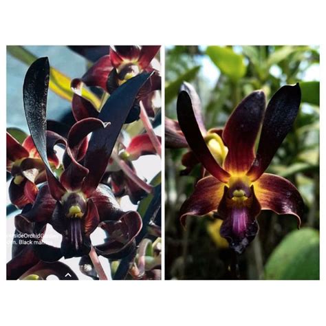 Jual Anggrek Dendrobium Black Mamba X Orange Shopee Indonesia