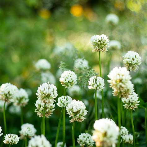Green Manure White Clover | Vegetables | Green Manure
