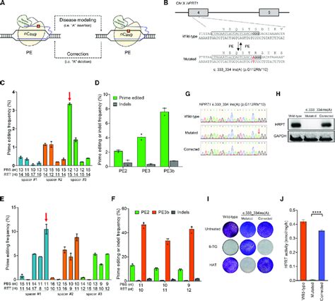 Introduction And Correction Of Patient Derived Hprt1 Mutation Using Pe Download Scientific