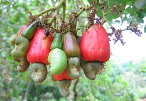 Did You Know These Facts About The Delicious Cashew Nuts Blog