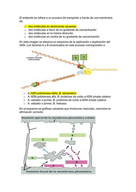 Solution Modelo De Parcial Biolog A Celular Studypool