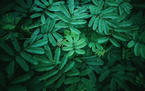 Green Fern Leaves Natural Background Green Leaves Fern Leaves