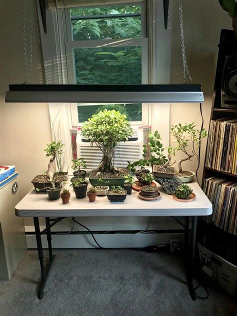 Indoor Bonsai Tree Low Light at Frank Hudson blog