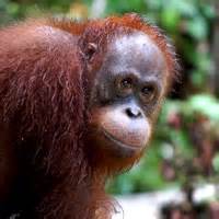 Orangutan Foundation International – 97% of our DNA...100% of Our ...