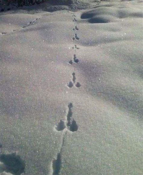 Fresh Wild Penis Track In The Snow Imgur