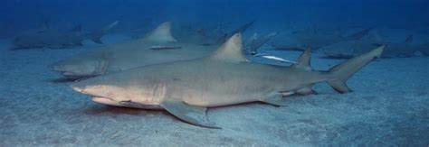 lemon-shark - Marine Fish Conservation Network