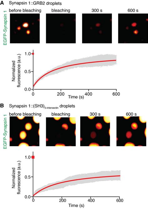 Fig S Fluorescence Recovery After Photobleaching Of Synapsin Grb